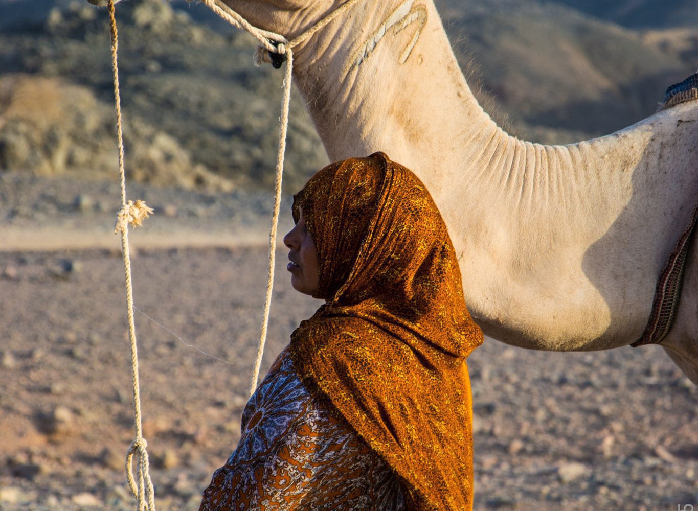 Trivaeg Safari: From Sharm El Sheikh: Super Safari Including Camel & Bike Ride.