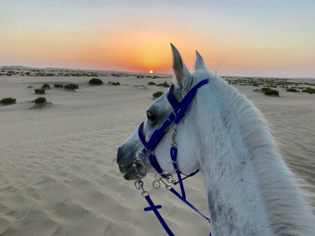 Horse Ride, On The beach Horse Ride, Desert quad Bike, Desert Camel Reide, Book Now with Trivaeg
