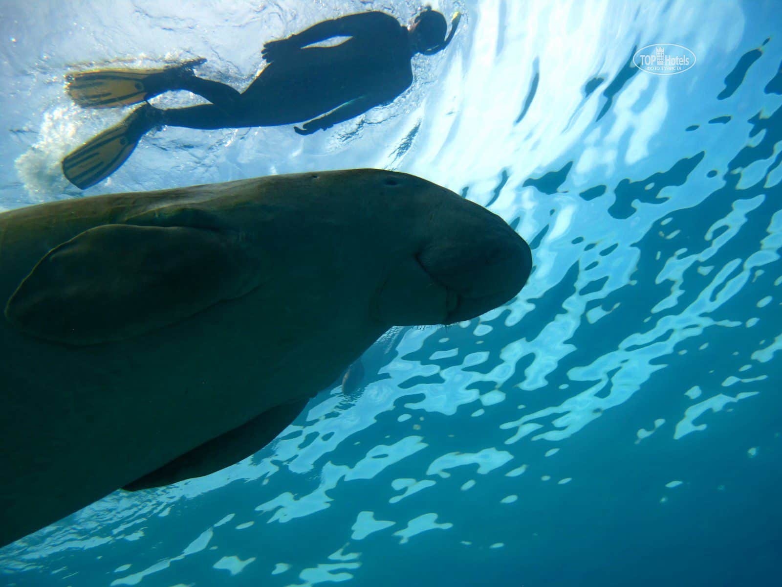 Marsa Alam снорклинг