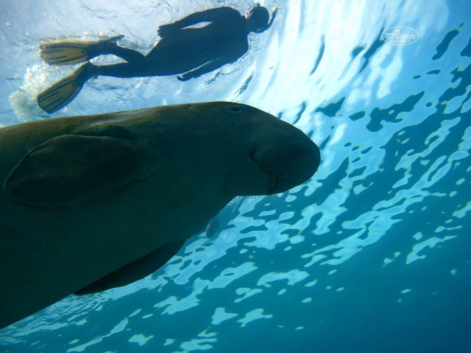 Diving in Marsa Alam.