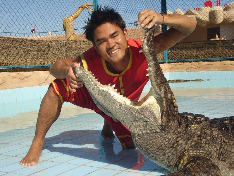 Trivaeg Dolphin Trips, Dolphin show, dolphin Swimm, snake Show, Dragon Show, Book now with Trivaeg