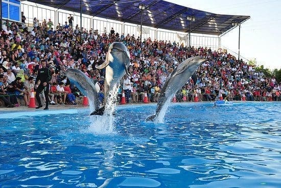 Trivaeg Dolphin Trips, Dolphin show, dolphin Swimm, snake Show, Dragon Show, Book now with Trivaeg