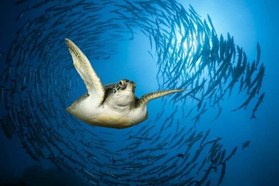 meeresschildkröten marsa alam