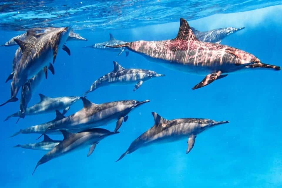 Dolphin Schnorcheln ausflug