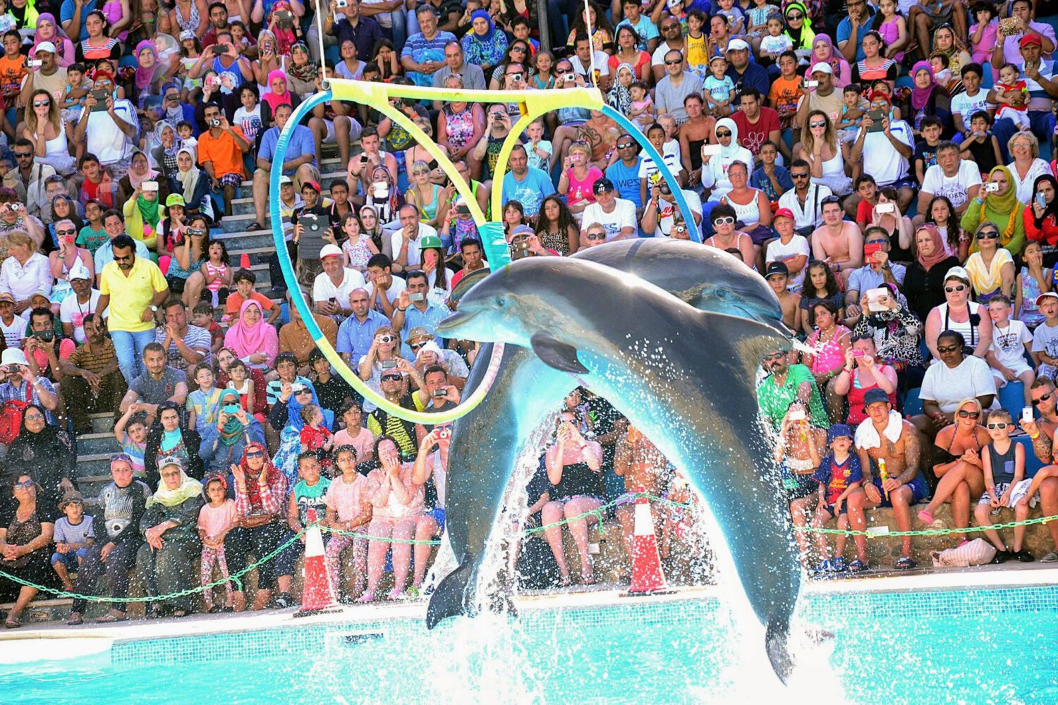 Dolphin Show in Hurghada
