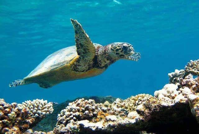 Abu-Dabab. Snorkling, Turtle House, Family Trips with Trivaeg