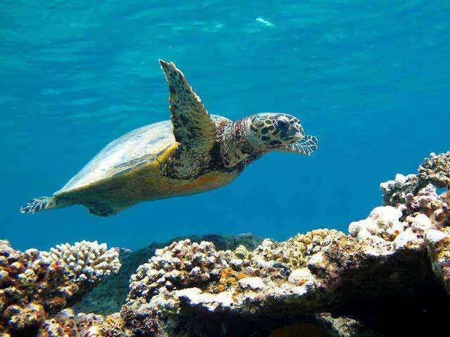 Abu-Dabab. Snorkling, Turtle House, Family Trips with Trivaeg