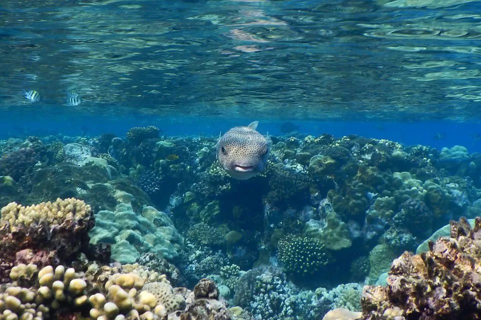 hamata insel ausflugen